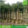 香樟10公分移植香樟假植 基地直销全冠香樟树 批发移栽樟树骨架