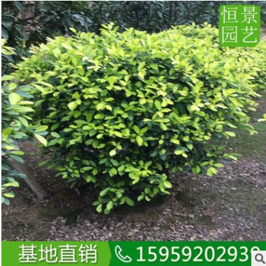 黄金榕球1米5高度 园林风景区绿化用黄金榕球 椭圆形金叶榕灌木从图2