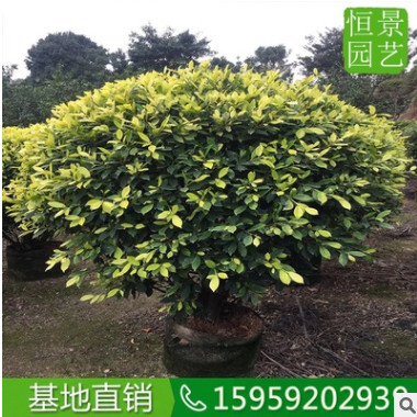 黄金榕球1米5高度 园林风景区绿化用黄金榕球 椭圆形金叶榕灌木从图3