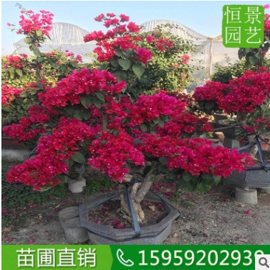 红花三角梅小桩景 叶子花盆景 苗圃直销 嫁接苗 造型红色三角梅图2