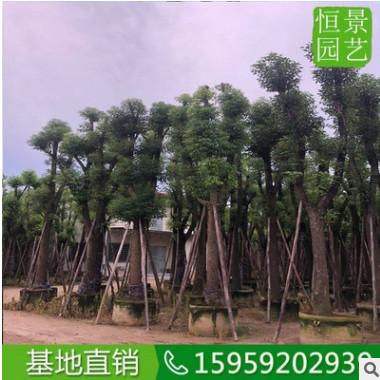 移栽骨架米径24公分绿化苗木 骨架香樟造型接工程苗 香樟地苗供应图3