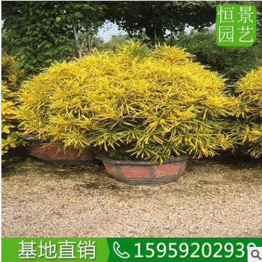 细叶海南洒金球高度1米5 常绿灌木农户自种大盆栽 海南洒金榕供应图2