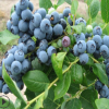 果树蓝莓带果发货室内外盆栽南方北方种植特大5年苗地栽当年结果