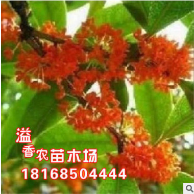 批发正宗丹桂品种 宽叶红 精品桂花树 桂花苗 桂花树苗 盆栽桂花