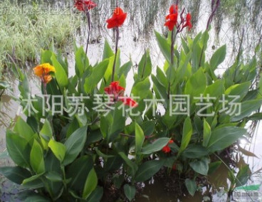 水生花卉绿化植物水生美人蕉种根苗子植物工程用苗湿地植物挺水