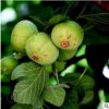 无花果树新品种紫果批发盆栽果树当年结果南方果树种植基地直销