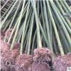 批发优质青皮竹绿化工程用竹 量大优惠基地直发竹类植物