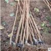 直销日本樱花树 嫁接树 日本晚樱树 基地现货 公园道路绿化
