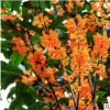 批发八月四季朱砂桂金桂丹桂花彩色桂嫁接花桂花树厂家直销