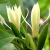 室内盆栽绿植花卉苗木 嫁接白兰花苗 白玉兰树苗4年苗当年开花