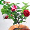 茶花苗批发 盆栽茶花树苗 室内盆栽花卉 山茶花小苗 十八学士