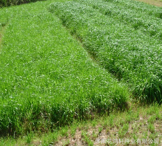批发优质黑麦草种子 绿化景观草坪牧草种子 一年生黑麦草种子花卉