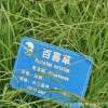 批发优质草坪种子 百喜草种子 护坡庭院跑道绿化草坪 发芽率高
