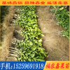 台湾甜葡萄柚苗价格 台湾甜葡萄柚苗批发 福建种植基地供应