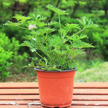 室内绿植盆栽神奇驱蚊香草驱蚊草苗种子蚊净香草夏天不再怕蚊子咬