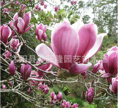 供应优质紫玉兰成品苗 规格齐全 观花植物 工程绿化苗 量大从优图1