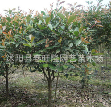 独杆红叶石楠树批发 优质绿化工程苗 规格齐全 独杆石楠图1