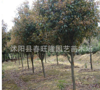 独杆红叶石楠树批发 优质绿化工程苗 规格齐全 独杆石楠图2