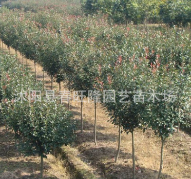 独杆红叶石楠树批发 优质绿化工程苗 规格齐全 独杆石楠图3