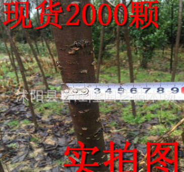 大量批发樱花小苗 樱花工程苗 樱花成品苗 自产自销 2-3公分开花图3