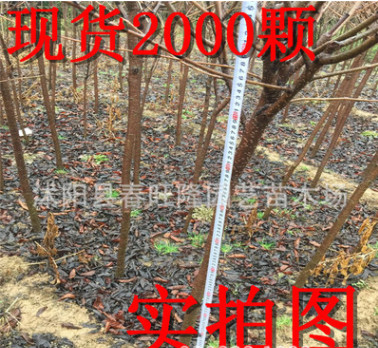 大量批发樱花小苗 樱花工程苗 樱花成品苗 自产自销 2-3公分开花图2