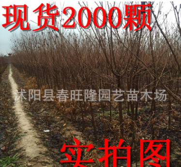 大量批发樱花小苗 樱花工程苗 樱花成品苗 自产自销 2-3公分开花图1