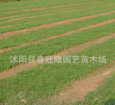 批发 黑松树苗 绿化苗木 黑松小苗 路边绿化 园林绿化 黑松苗图2