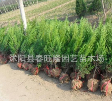 批发 四季常青桧柏小苗 工程绿化桧柏苗 园林绿化小苗 规格齐全图3