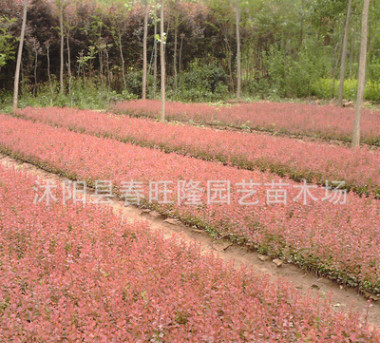 批发 优质灌木小苗 红叶小檗小苗 园林色块小苗 红叶小檗 规格全图3