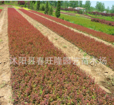 批发 优质灌木小苗 红叶小檗小苗 园林色块小苗 红叶小檗 规格全图2
