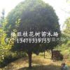 桂林桂花树18~30cm广西精品大桂花,桂林桂花树
