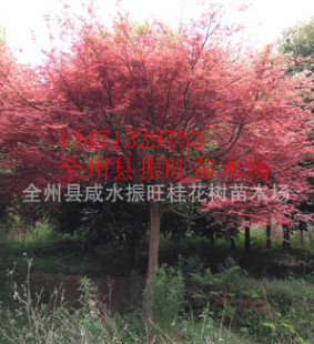 中国红枫之乡供应高杆嫁接红枫树 园林植物名贵风景树