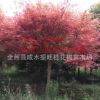 中国红枫之乡供应高杆嫁接红枫树 园林植物名贵风景树