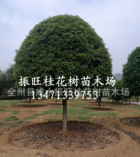 供广西桂花树18~30cm广西精品大桂花,桂林桂花树