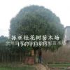 广西桂林直销桂花树 大 庭阴树 优质精品桂花树 品种齐全