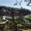 别墅园林绿化观赏苗木造型黑松 优质黑松树