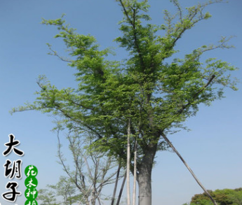 榉树 红榉树 工程精品榉树 苗圃种植批发 防护树品种齐全