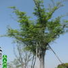 榉树 红榉树 工程精品榉树 苗圃种植批发 防护树品种齐全