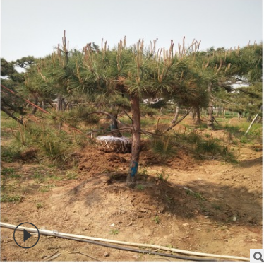 苗圃直销造型景松 产地货源园林盆栽景观造型景松图3