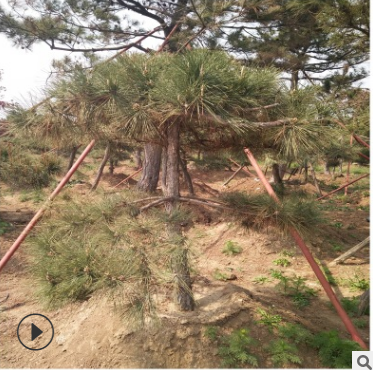 苗圃直销造型景松 产地货源园林盆栽景观造型景松图2