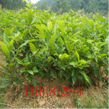 嫁接栗子苗 批发3公分4公分5公分栗子树图3