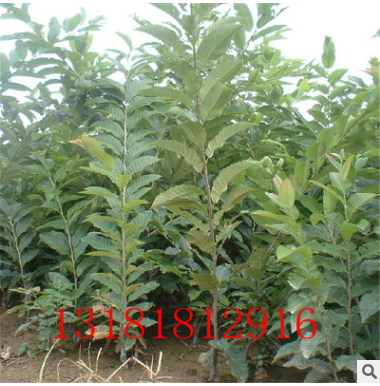 嫁接栗子苗 批发3公分4公分5公分栗子树图2