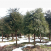 南方红豆杉8-10公分基地直销，红豆杉大树苗