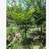 鸡爪槭2 3 4公分基地大量批发直销鸡爪枫绿化苗木