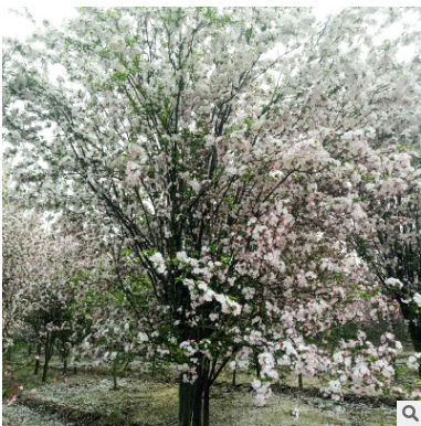 常年供应各种绿化苗木西府海棠 规格全易成活西府海棠图3