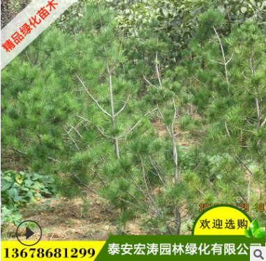 白皮松基地直销外形优美规格全白皮松苗用于工程园林绿化白皮松苗图3