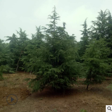 白皮松基地直销外形优美规格全白皮松苗用于工程园林绿化白皮松苗图2