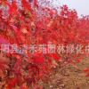 基地热销美国红枫 加拿大红枫小苗批发 规格齐全 货源充足