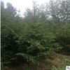 厂家批发 1米1.5米3米5米圣诞树 常绿植物云杉树雪松圣诞节专用松