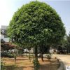 江苏基地直销桂花树桂花 桂花苗规格齐全欢迎实地考察林植物